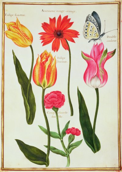 Tulips, Anemone, Lychnis and a Butterfly by Nicolas Robert